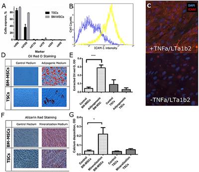 Designed Surface Topographies Control ICAM-1 Expression in Tonsil-Derived Human Stromal Cells